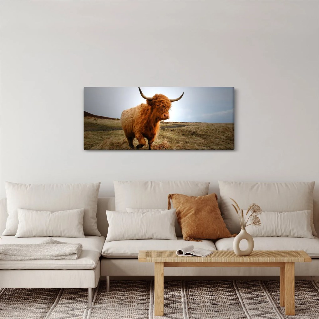 Obraz škótskej kravy (120x50 cm)