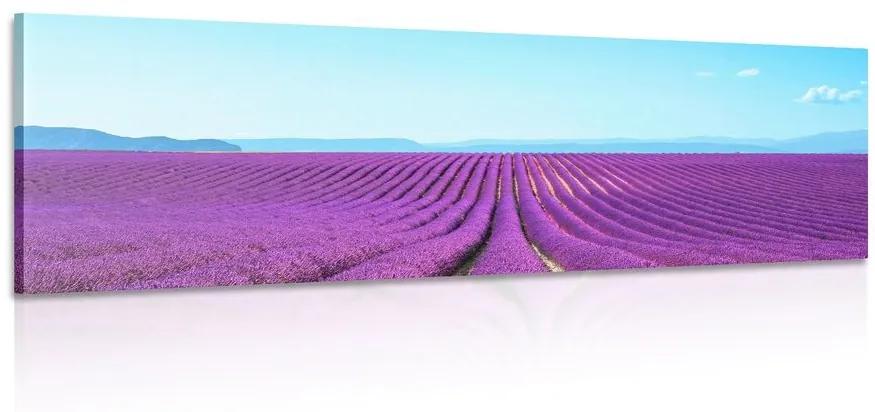 Obraz nekonečné levanduľové pole - 150x50