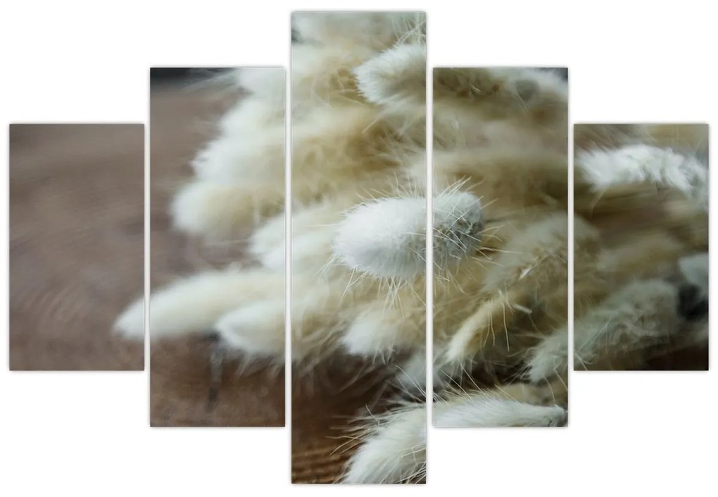 Obraz - Zajačí chvostík (150x105 cm)