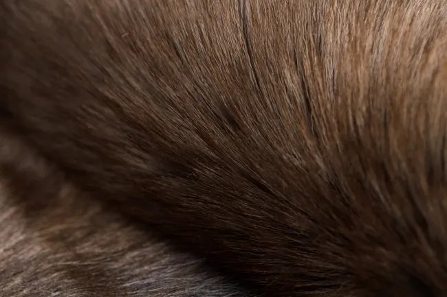 Koberec RENIFER POK010 hnedý