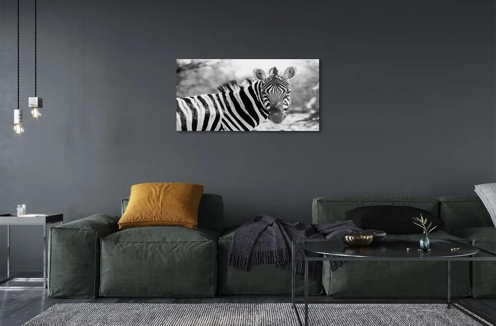 Sklenený obraz retro zebra 100x50 cm