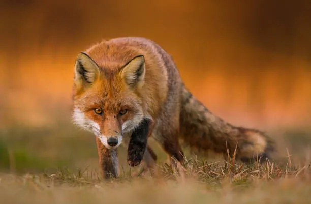 Umelecká fotografie Portrait of red fox standing on grassy field, Wojciech Sobiesiak / 500px, (40 x 26.7 cm)