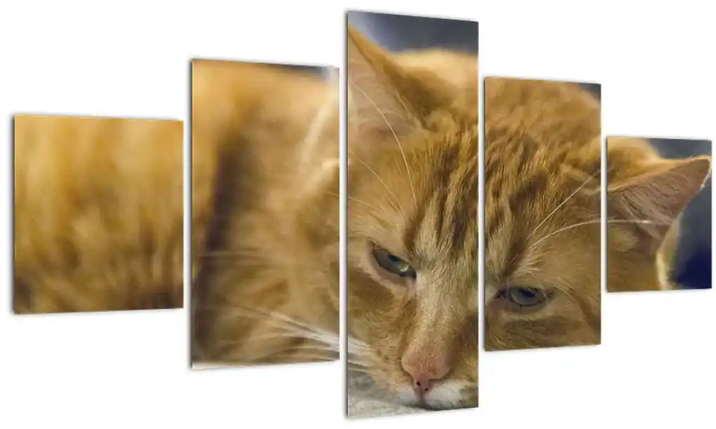 Obraz mačky (125x70 cm), 40 ďalších rozmerov | BIANO