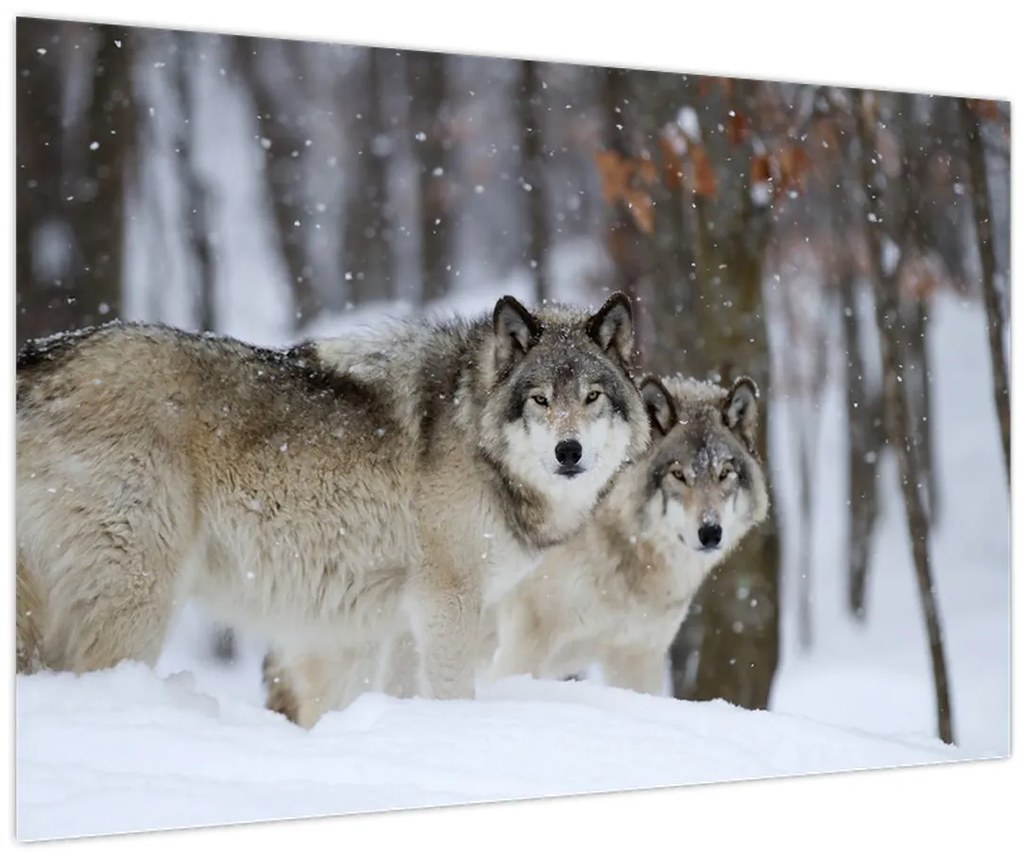 Obraz - Vlci v zime (90x60 cm)