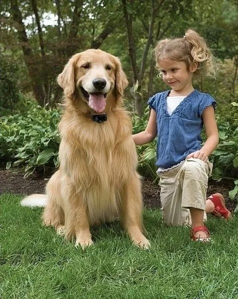 PetSafe® Elektrický ohradník pre psy Basic