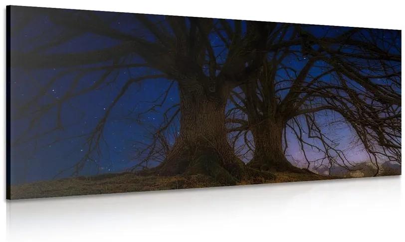 Obraz stromy v nočnej krajine Varianta: 100x50