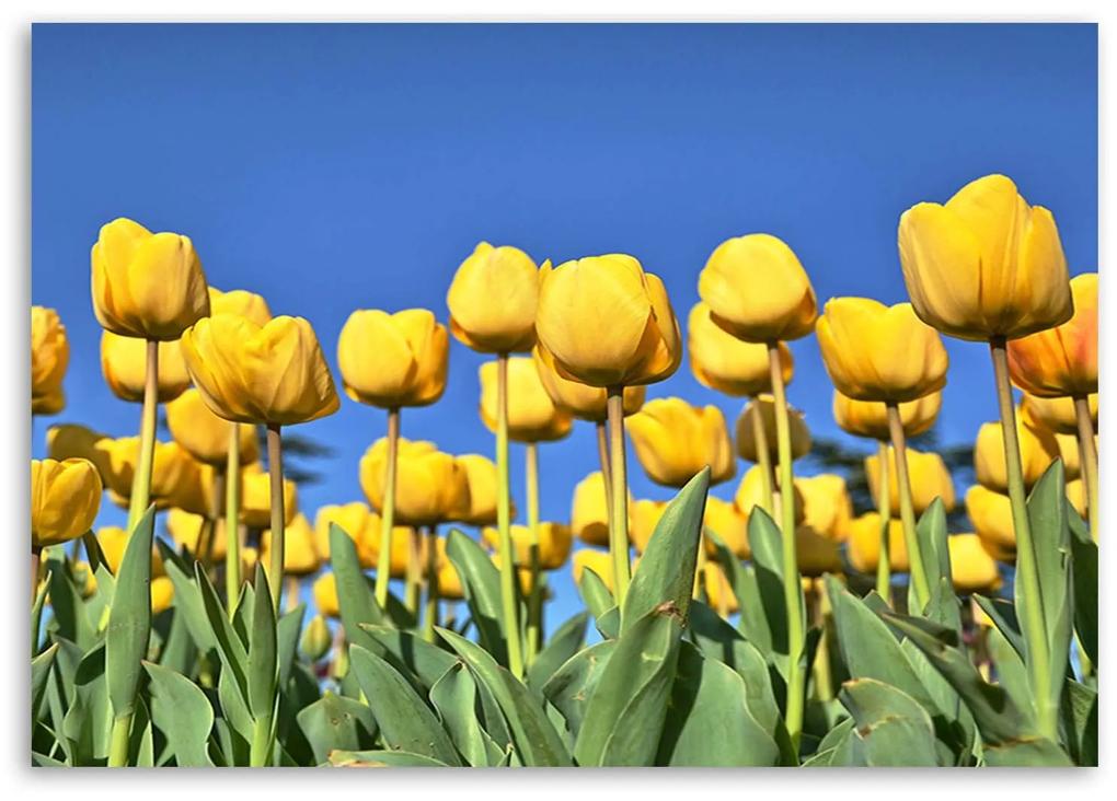 Gario Obraz na plátne Žlté tulipány na lúke Rozmery: 60 x 40 cm