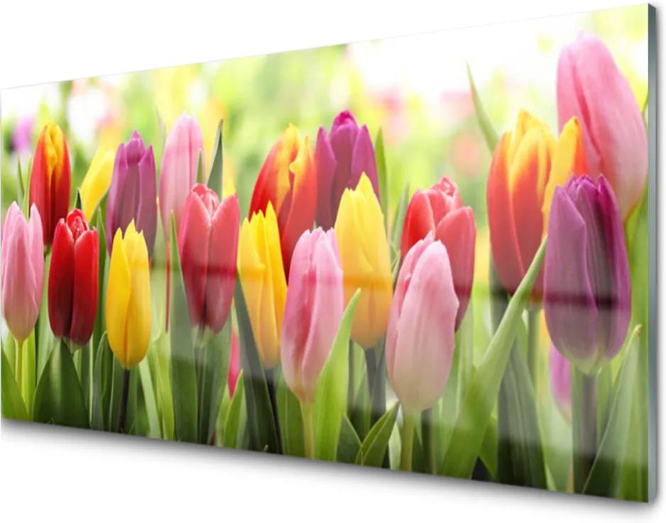 Skleněný obraz Tulipány Kvety Príroda
