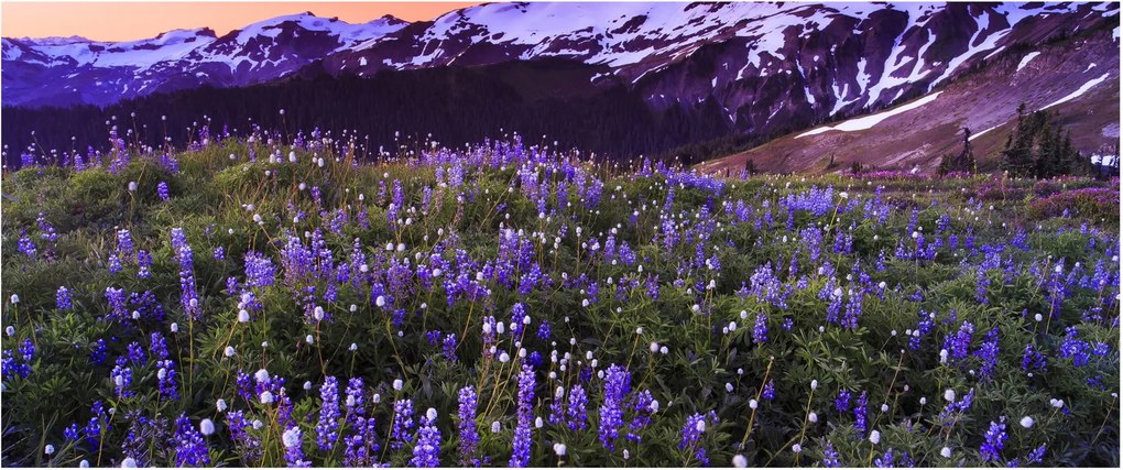 Obraz - Sopka a kvety (120x50 cm)