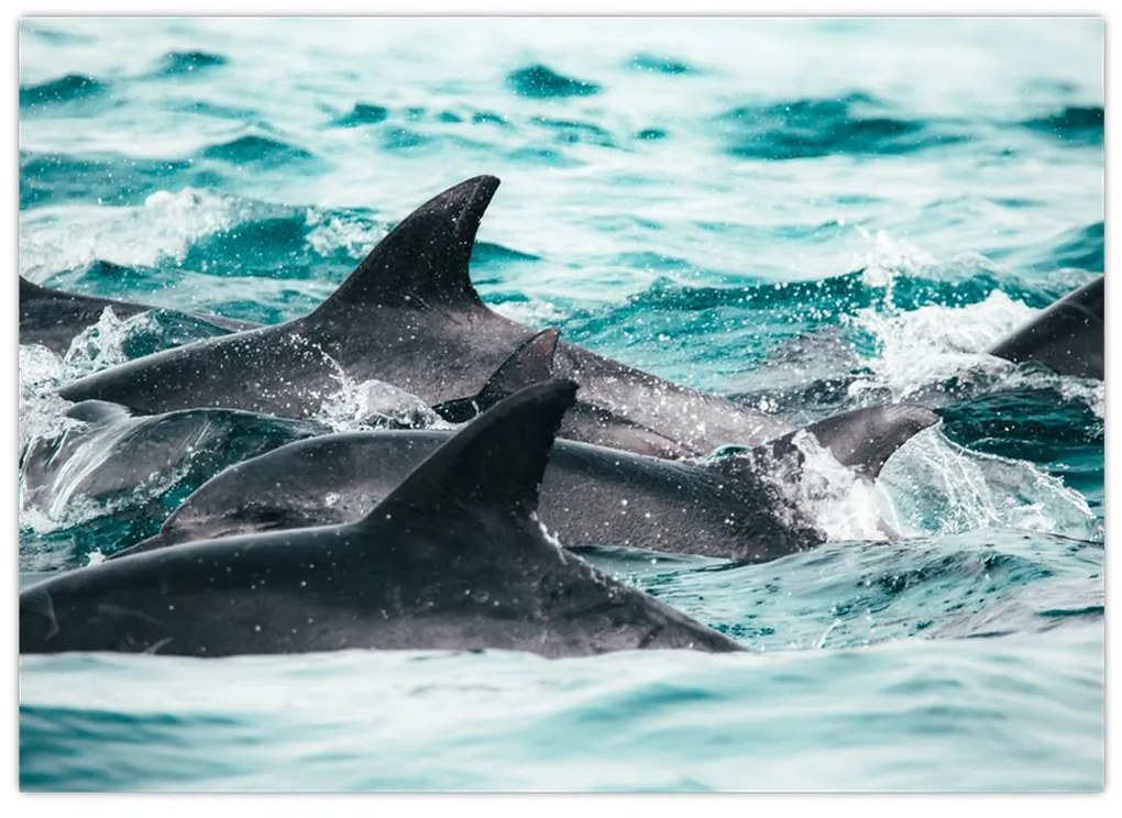 Obraz - Delfíny v oceáne (70x50 cm)