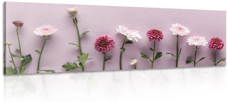 Obraz kompozícia ružových chryzantém Varianta: 120x40