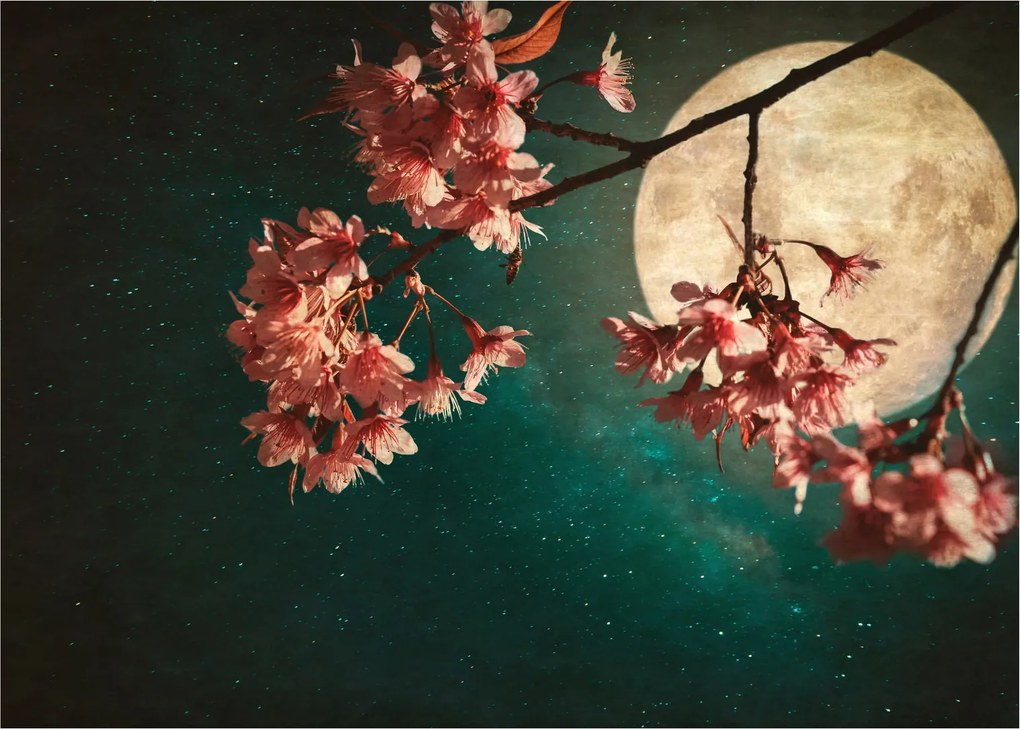 Obraz - Sakura v splne (70x50 cm)