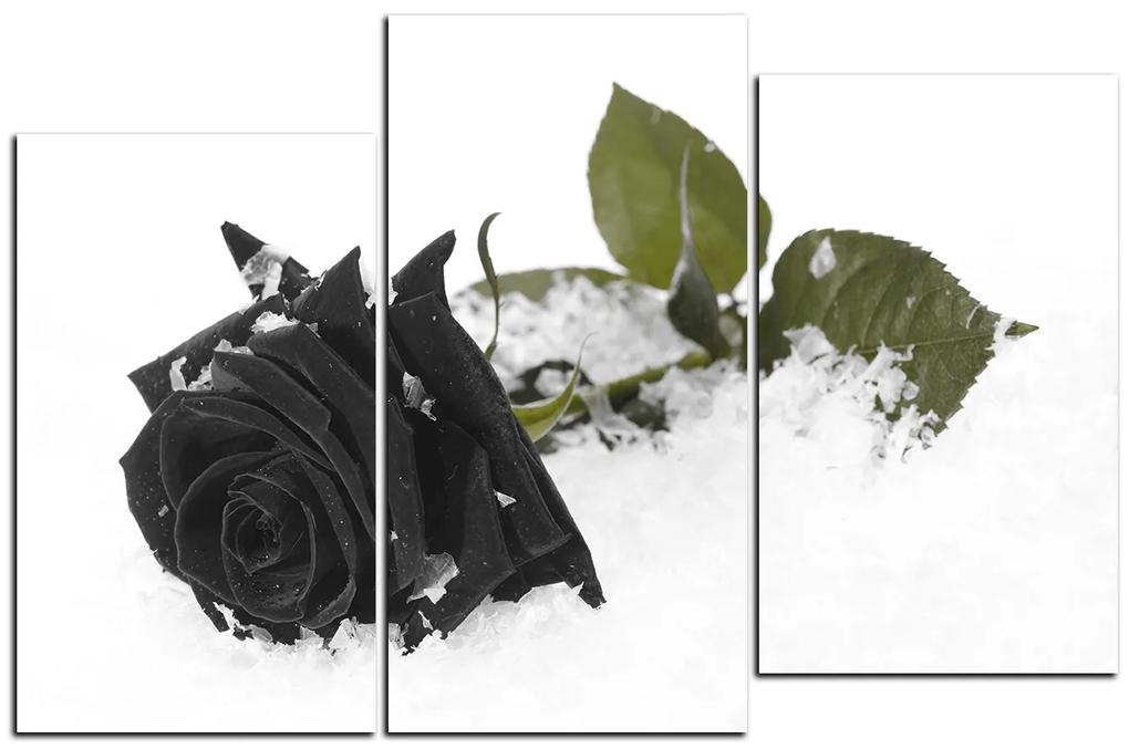 Obraz na plátne - Ruža na snehu 1103QD (105x70 cm)