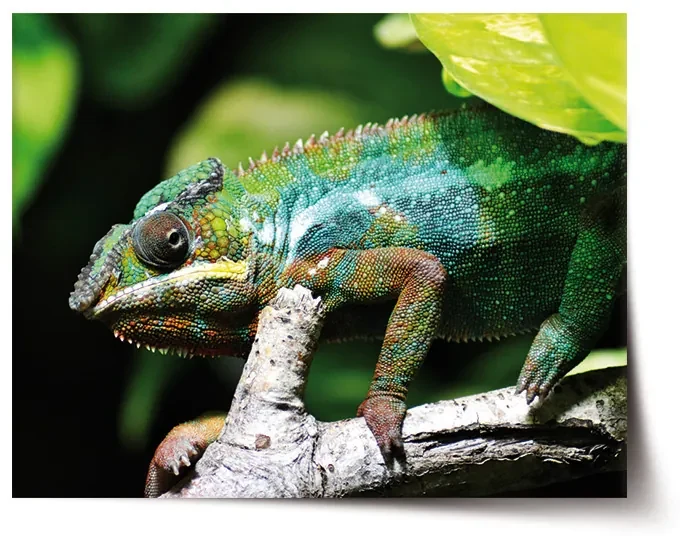 Sablio Plagát Chameleón - 90x60 cm