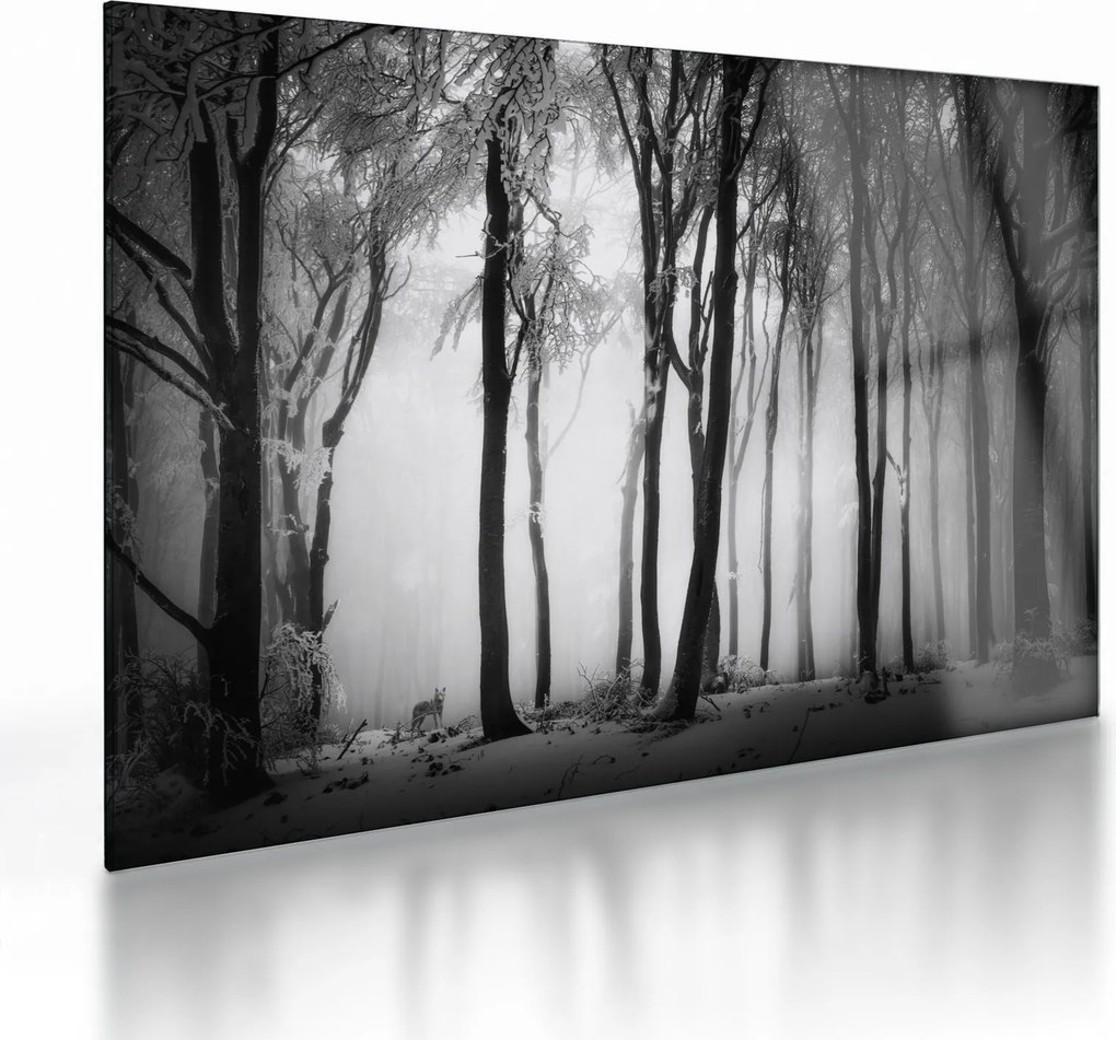Sklenený obraz - Vlk v temnom lese (70x50 cm)