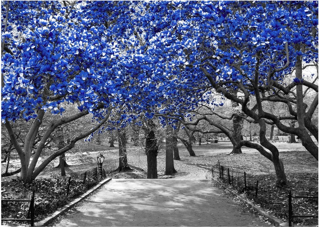 Obrázok - Modré stromy, Central Park, New York (70x50 cm)