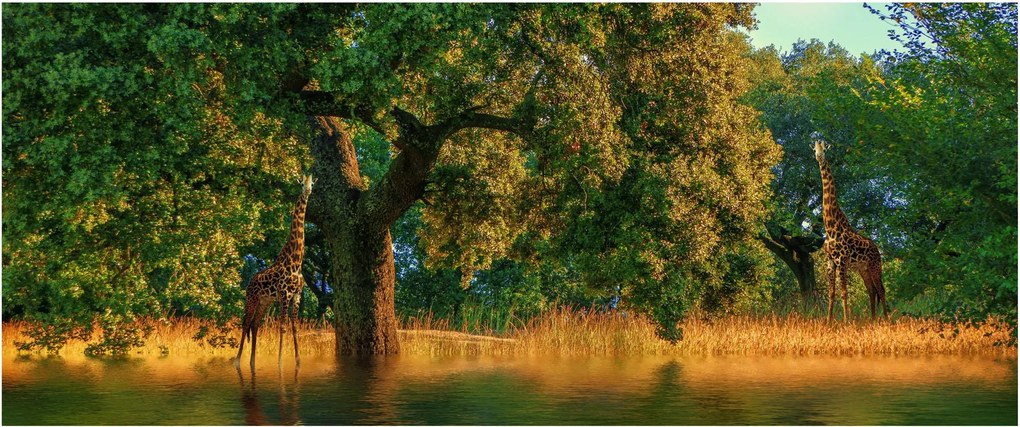 Obraz žirafy v prírode (120x50 cm)