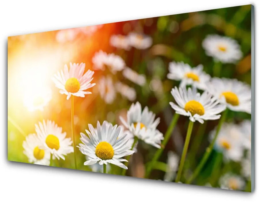 Skleneny obraz Sedmokrásky kvety lúče 100x50 cm