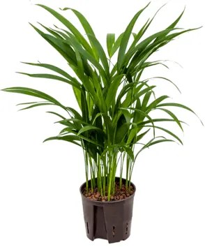 Areca (chrysalido.) lutens 13/12 cm v. 45 cm