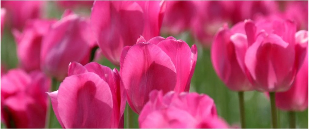 Obraz - Ružové tulipány (120x50 cm)