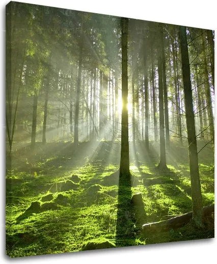 Obraz na stenu STROMY ST021E12