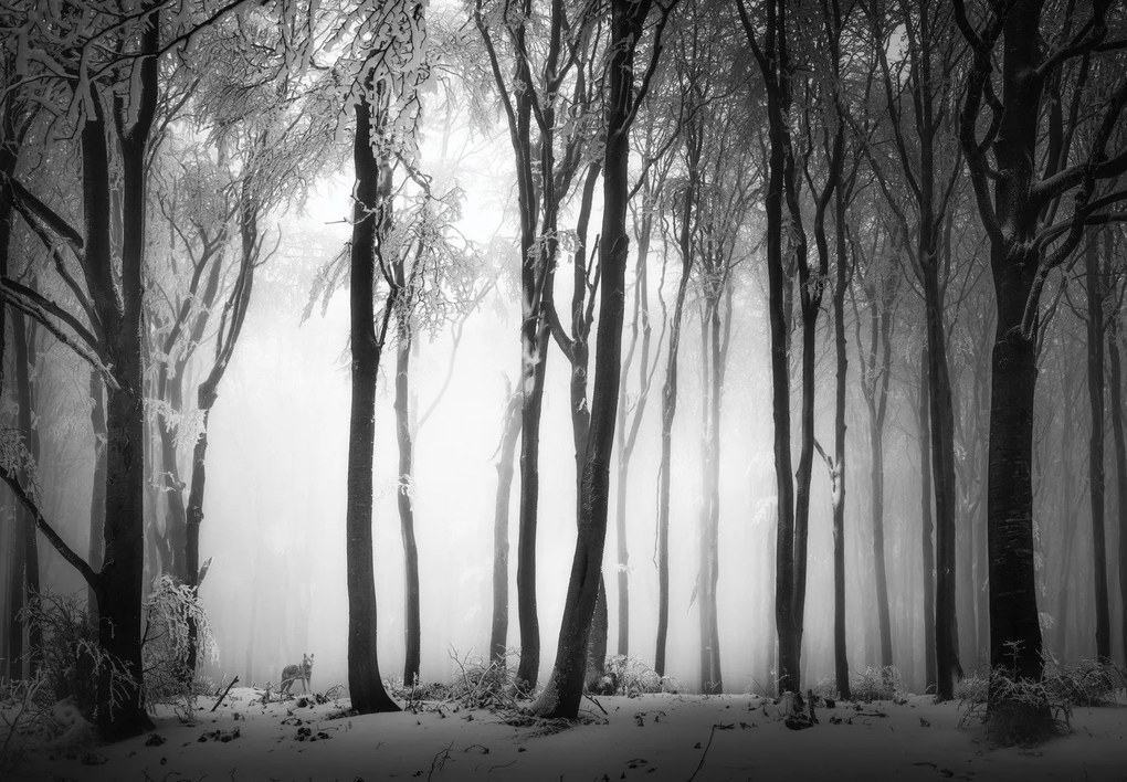 Fototapeta - Temný les s vlkom (147x102 cm)