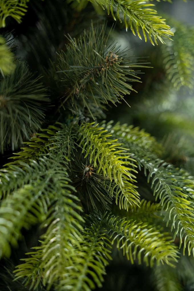 Limpol Kanadská borovica 2,20 m