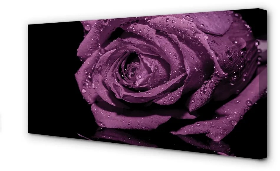 Obraz canvas purpurová ruža 100x50 cm