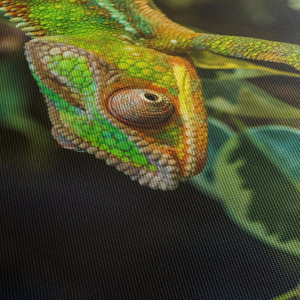Obraz chameleóna (70x50 cm)