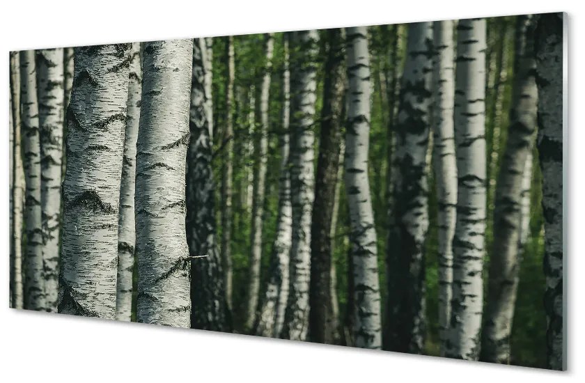 Obraz plexi Brezového lesa 120x60 cm