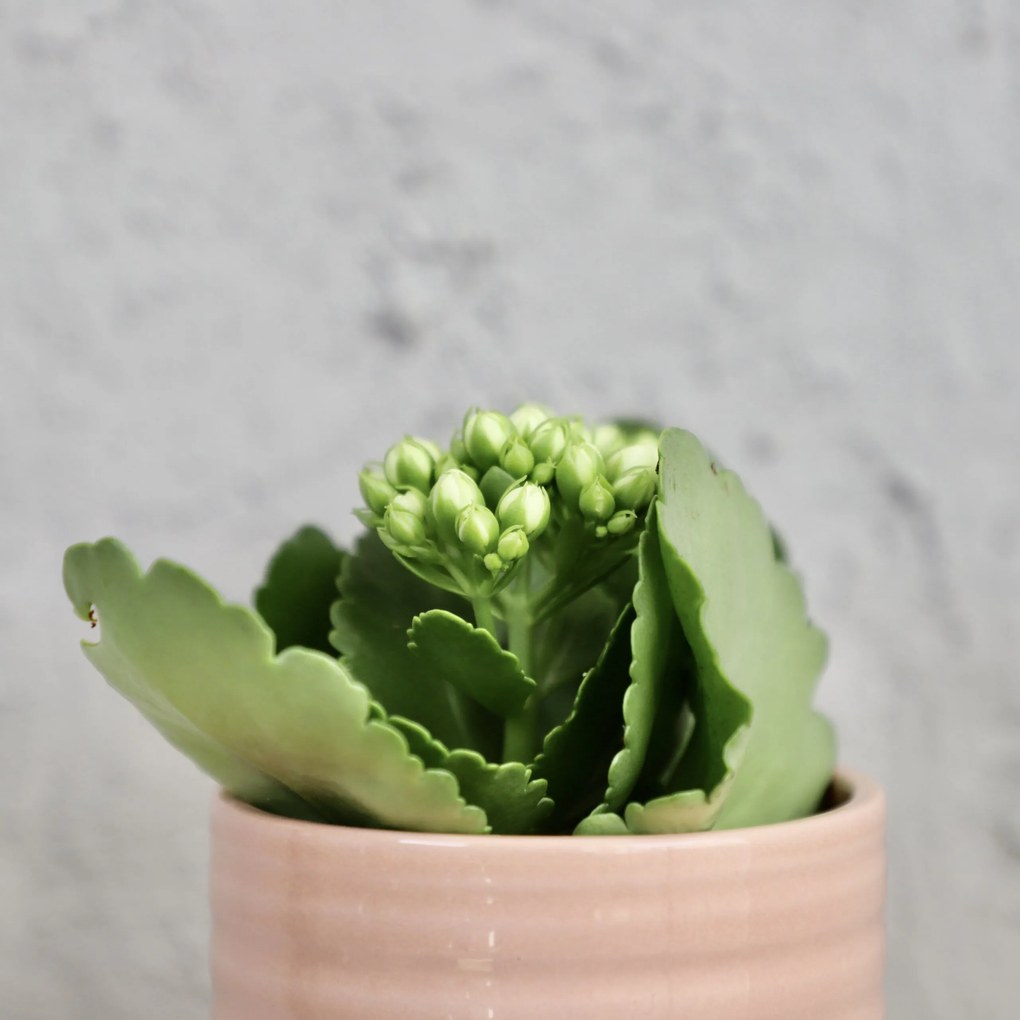 Kalanchoe Grandiva biele