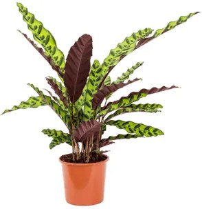 Calathea lancifolia insignis 17x65 cm