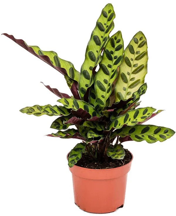 Calathea insignis 17x60 cm