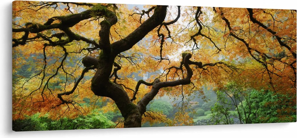 Obraz žltého japonského javora, Portland, Oregon (120x50 cm)