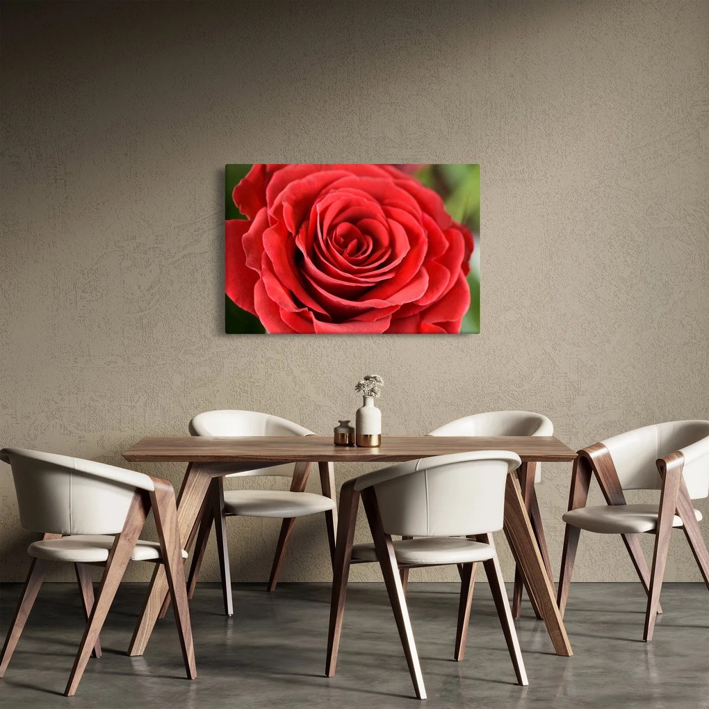 Obraz kvetu ruže (90x60 cm)