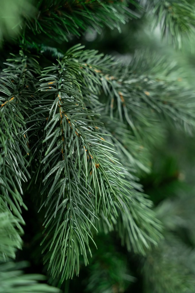 Borovica Aurora široká 3D 240cm