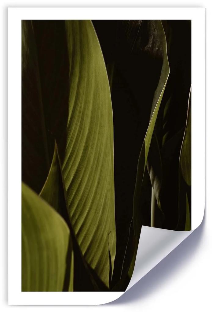 Gario Plagát Zelené listy trópov Farba rámu: Bez rámu, Rozmery: 40 x 60 cm