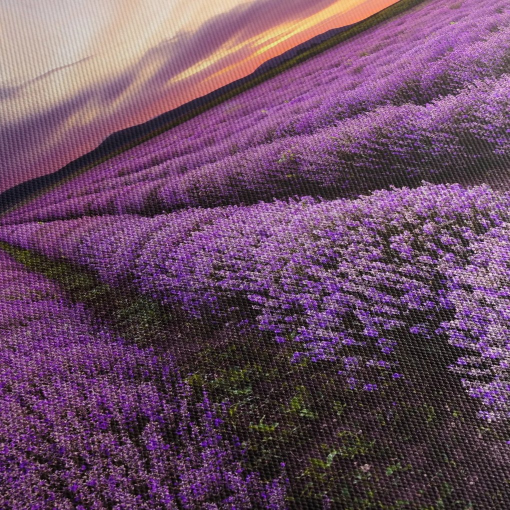Obraz - Levanduľové pole pri západe slnka (90x60 cm)