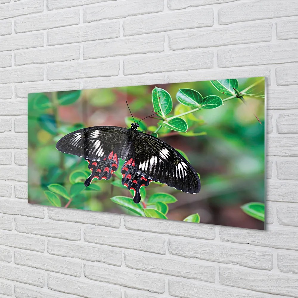 Obraz na akrylátovom skle List farebný motýľ 125x50 cm
