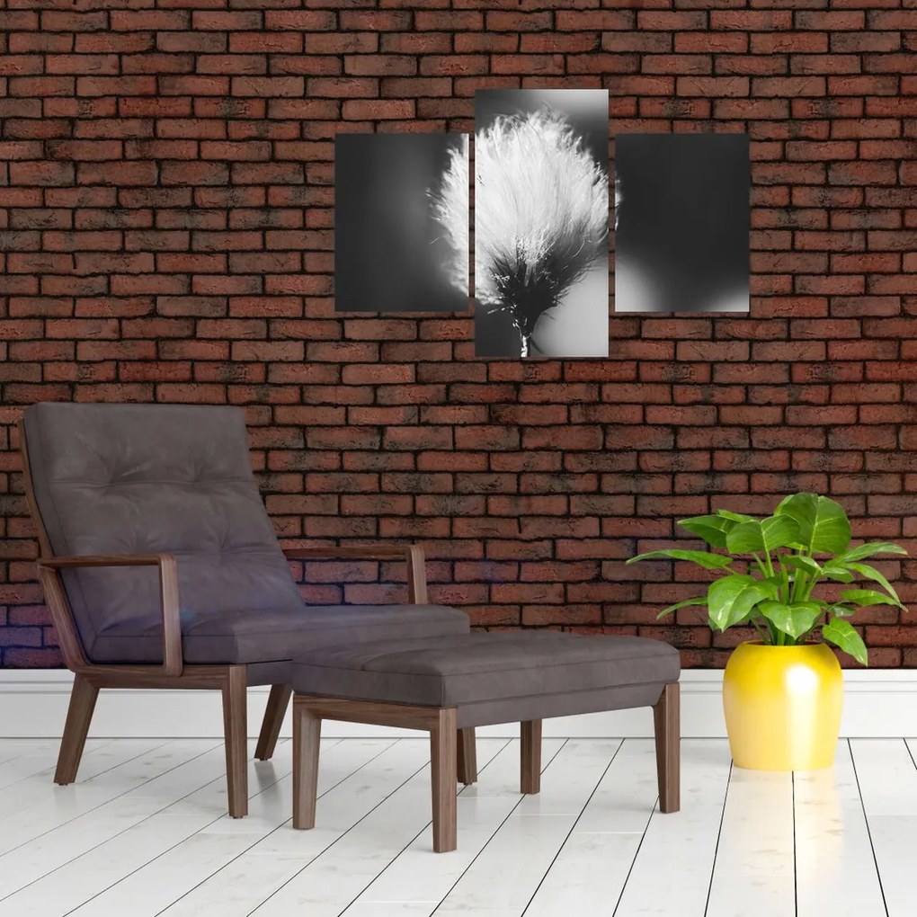 Obraz - Čiernobiely cottongrass (90x60 cm)