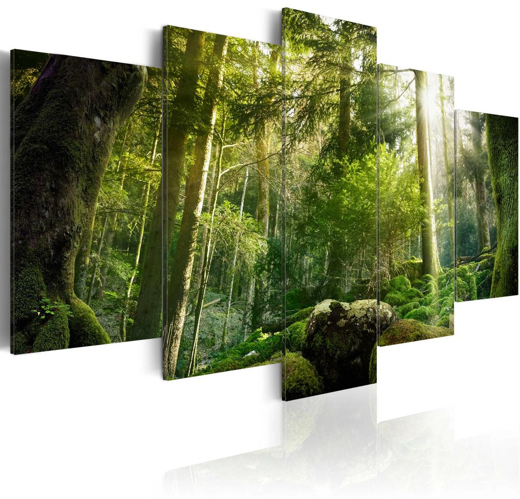 Artgeist Obraz - The Beauty of the Forest Veľkosť: 100x50, Verzia: Na talianskom plátne