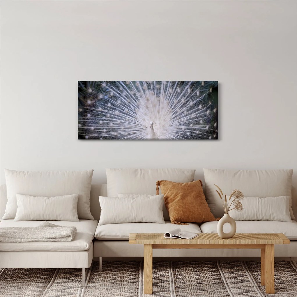 Obraz - Biely páv (120x50 cm)