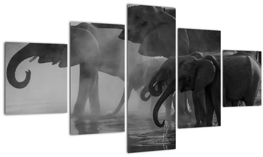Obraz slonov - čiernobiely (125x70 cm), 40 ďalších rozmerov