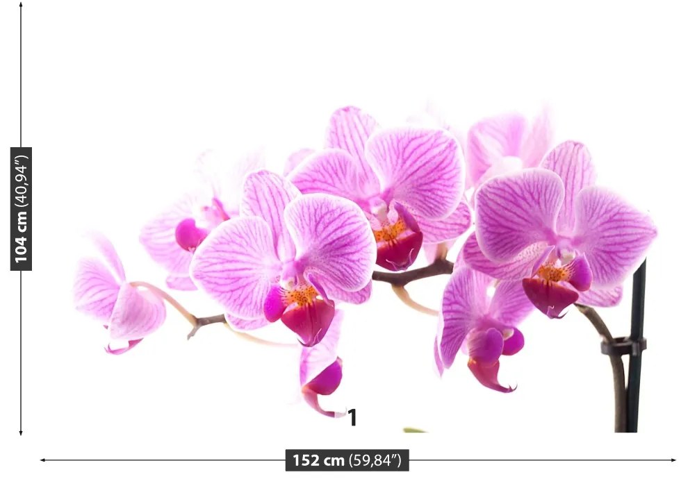 Fototapeta Vliesová Ružová orchidea 250x104 cm