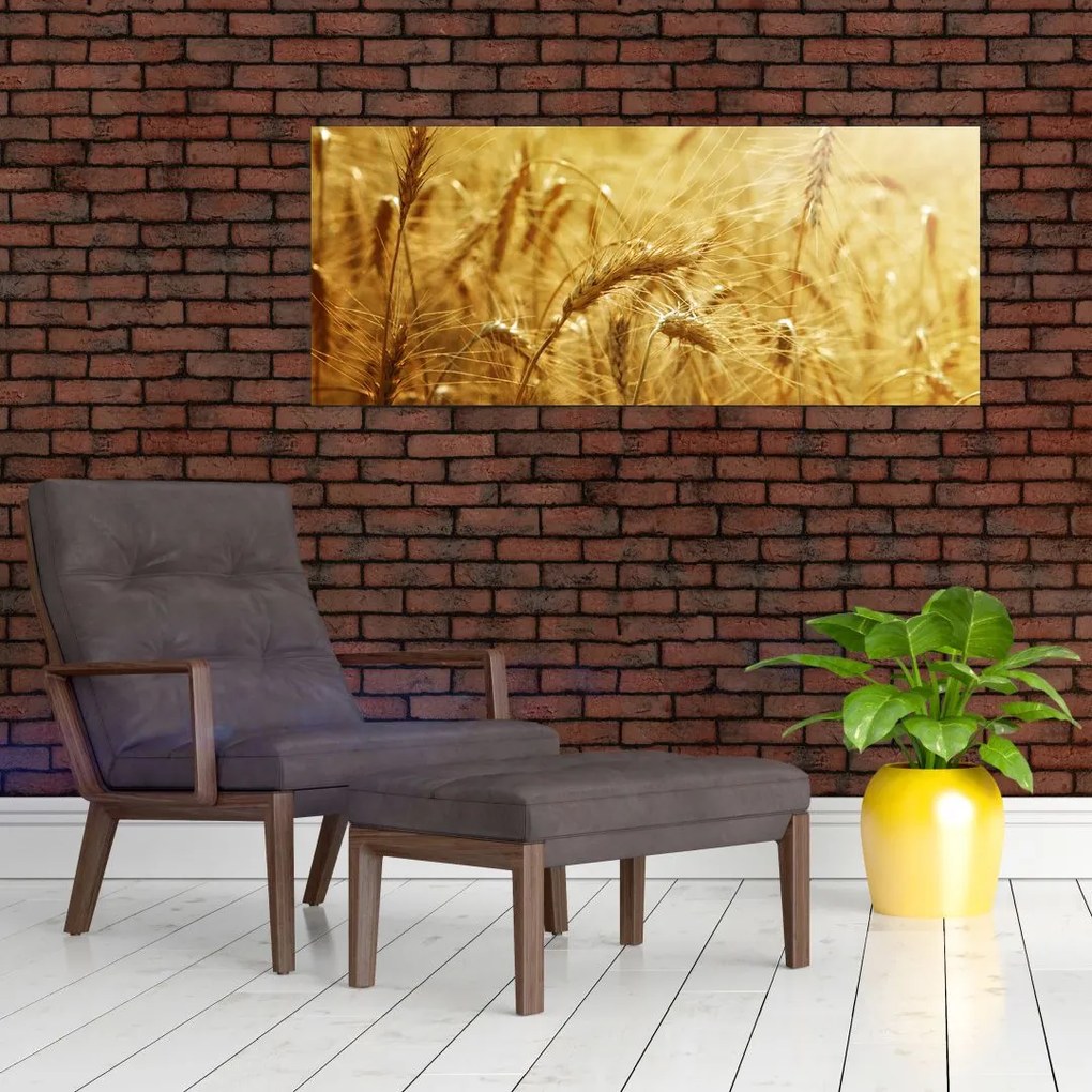 Obraz - Klasy obilia (120x50 cm)