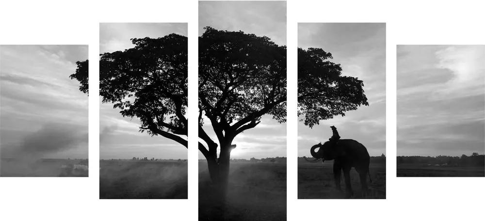 5-dielny obraz obraz nádherný slon v čiernobielom prevedení