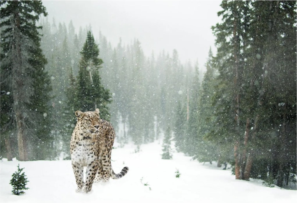 Sklenený obraz leoparda v snehu (70x50 cm)