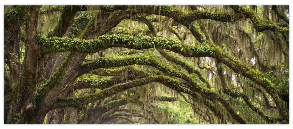 Obraz - Oaks Avenue, Charleston, Južná Karolína, USA (120x50 cm)
