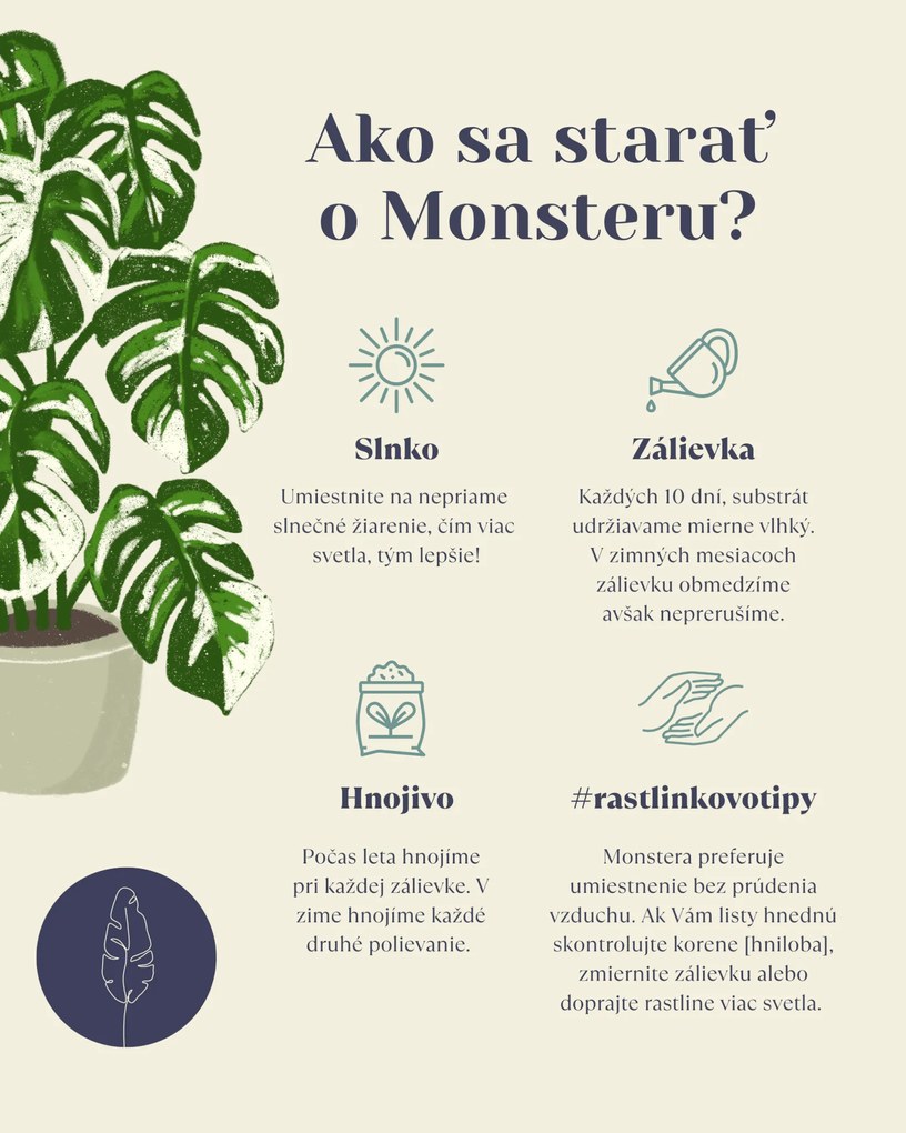 Monstera Adansonii Monkey mask