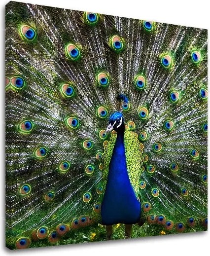 Obraz na stenu ZVIERATÁ ZV032E12